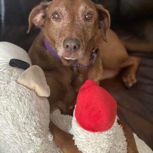 Meet your Posher, Lindsay